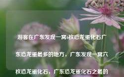 游客在广东发现一窝6枚恐龙蛋化石广东恐龙蛋最多的地方，广东发现一窝六枚恐龙蛋化石，广东恐龙蛋化石之最的发现地